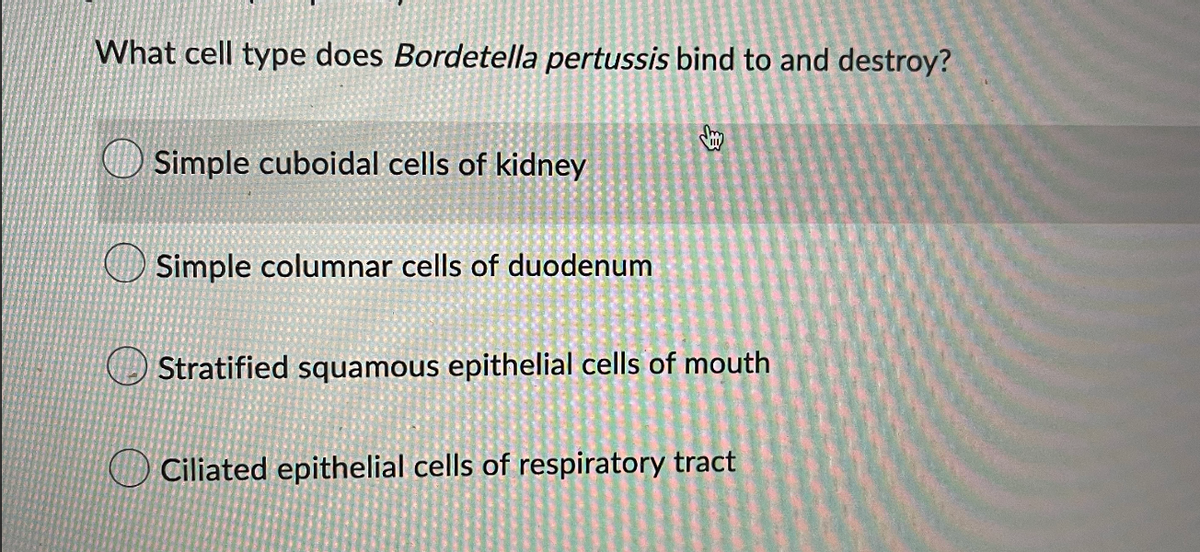 What cell type does Bordetella pertussis bind to and destroy?
Simple cuboidal cells of kidney
Simple columnar cells of duodenum
男
Stratified squamous epithelial cells of mouth
O Ciliated epithelial cells of respiratory tract