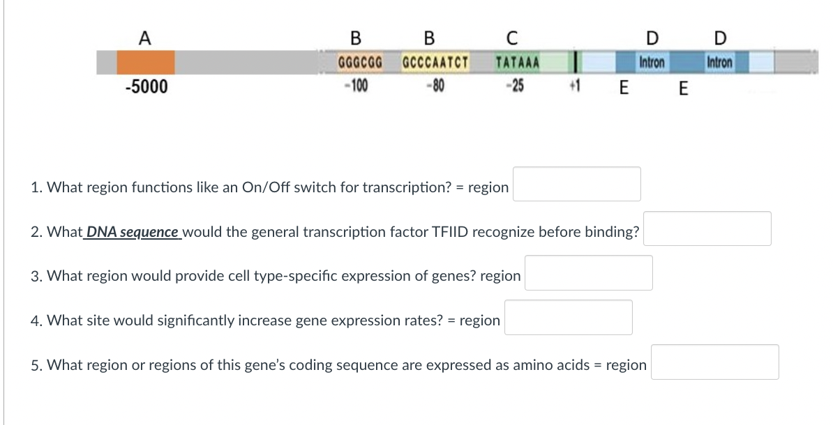 A
В
В
C
D D
GGGCGG
GCCCAATCT
TATAAA
Intron
Intron
-5000
-100
- 80
-25
+1 E E
1. What region functions like an On/Off switch for transcription? = region
2. What DNA sequence would the general transcription factor TEIID recognize before binding?
3. What region would provide cell type-specific expression of genes? region
4. What site would significantly increase gene expression rates? = region
5. What region or regions of this gene's coding sequence are expressed as amino acids = region
