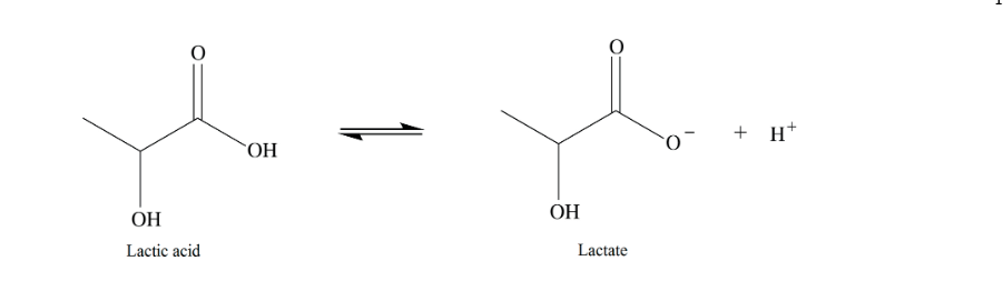 + H*
ОН
ОН
ОН
Lactate
Lactic acid
