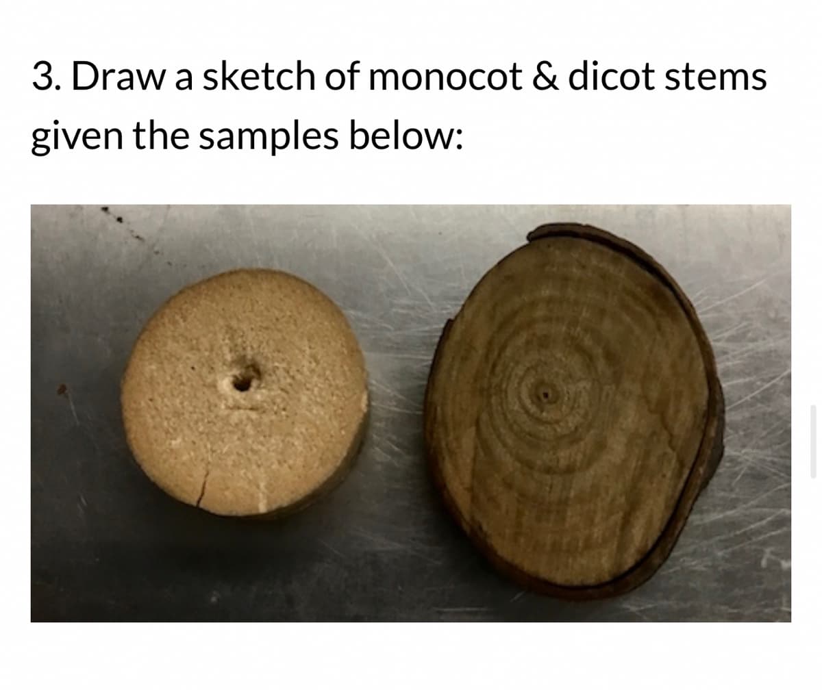 3. Draw a sketch of monocot & dicot stems
given the samples below: