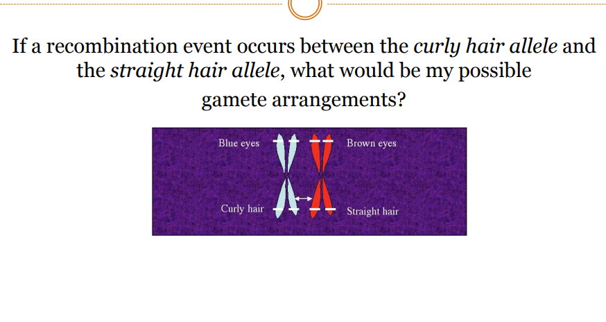 If a recombination event occurs between the curly hair allele and
the straight hair allele, what would be my possible
gamete arrangements?
Blue eyes
Brown eyes
Curly hair
Straight hair
