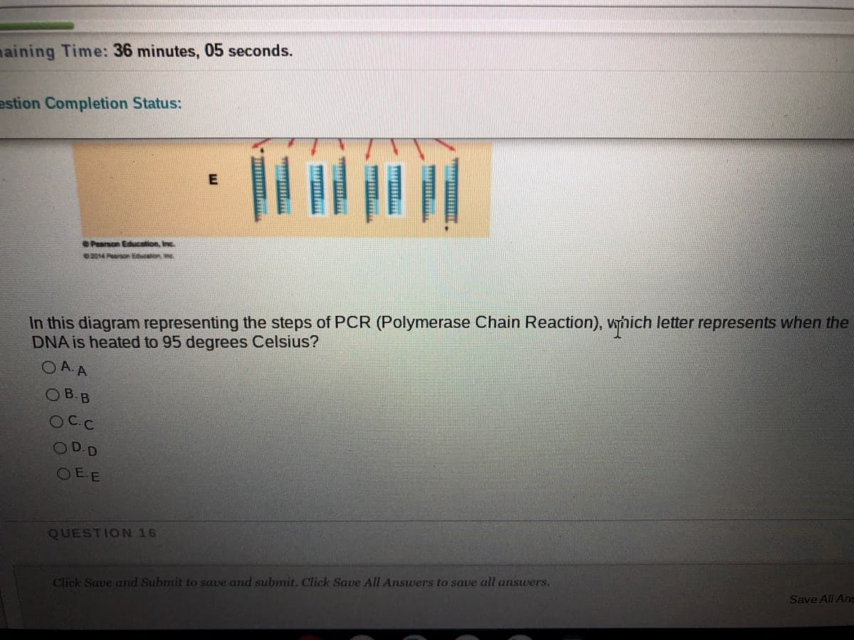 naining Time: 36 minutes, 05 seconds.
estion Completion Status:
OPearson Education, Inc.
014earson Education
In this diagram representing the steps of PCR (Polymerase Chain Reaction), yhich letter represents when the
DNA is heated to 95 degrees Celsius?
OA. A
OB.B
OCC
ODD
OEE
QUESTION 16
Click Save and Submit to save and submit. Click Save All Answers to save all answers.
Save All Ans
