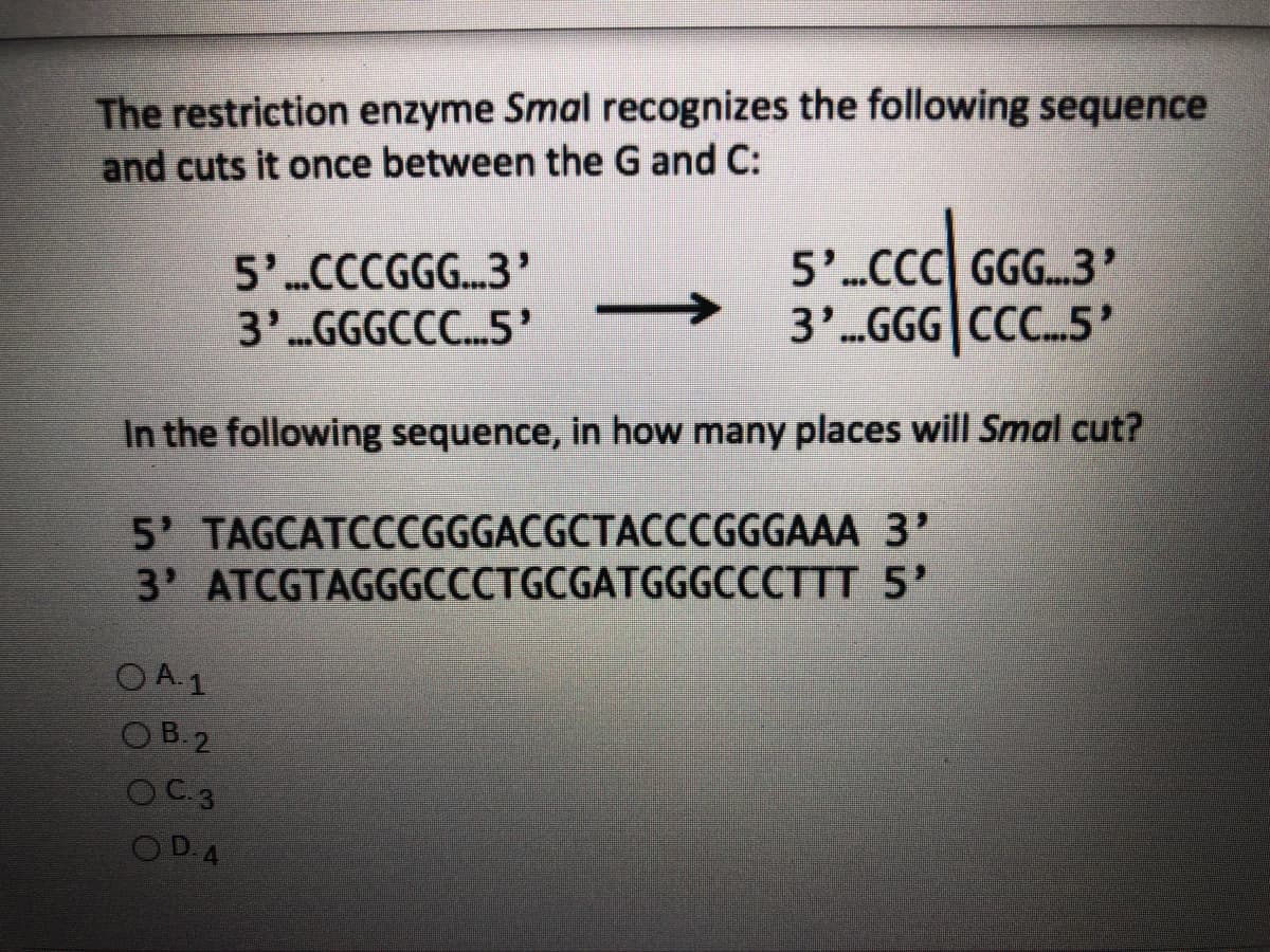 The restriction enzyme Smal recognizes the following sequence
and cuts it once between the G and C:
5'.cc|
5'.CCC GGG.3'
5'CCCGGG..3'
3'.GGGCC.5'
3'.GGG CC..5'
In the following sequence, in how many places will Smal cut?
5' TAGCATCCCGGGACGCTACCCGGGAAA 3'
3' ATCGTAGGGCCCTGCGATGGGCCCTTT 5'
O A.1
OB 2
OC 3
OD.4
