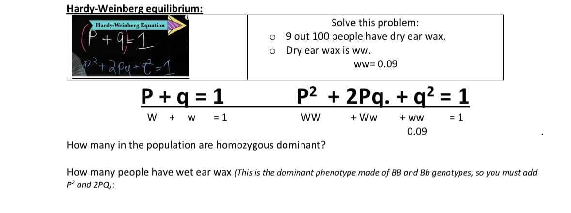 Hardy-Weinberg equilibrium:
Hardy-Weinberg Equation
P+9=1
2p²+2pu+q² = 1
P+q = 1
W + W
= 1
O
O
Solve this problem:
9 out 100 people have dry ear wax.
Dry ear wax is ww.
Ww= 0.09
p² + 2Pq. + q² = 1
WW
+ WW
= 1
+ WW
0.09
How many in the population are homozygous dominant?
How many people have wet ear wax (This is the dominant phenotype made of BB and Bb genotypes, so you must add
p² and 2PQ):