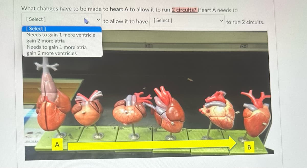 What changes have to be made to heart A to allow it to run 2 circuits? Heart A needs to
to allow it to have [Select]
[Select]
[Select]
Needs to gain 1 more ventricle
gain 2 more atria
Needs to gain 1 more atria
gain 2 more ventricles
A
to run 2 circuits.
C24
B