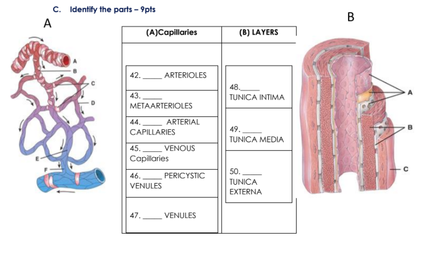 C. Identify the parts – 9pts
A
В
(A)Capillaries
(B) LAYERS
42.
ARTERIOLES
48.
43.
TUNICA INTIMA
METAARTERIOLES
44.
ARTERIAL
49.
CAPILLARIES
TUNICA MEDIA
45..
VENOUS
Capillaries
50.
46.
PERICYSTIC
TUNICA
VENULES
EXTERNA
47.
VENULES
