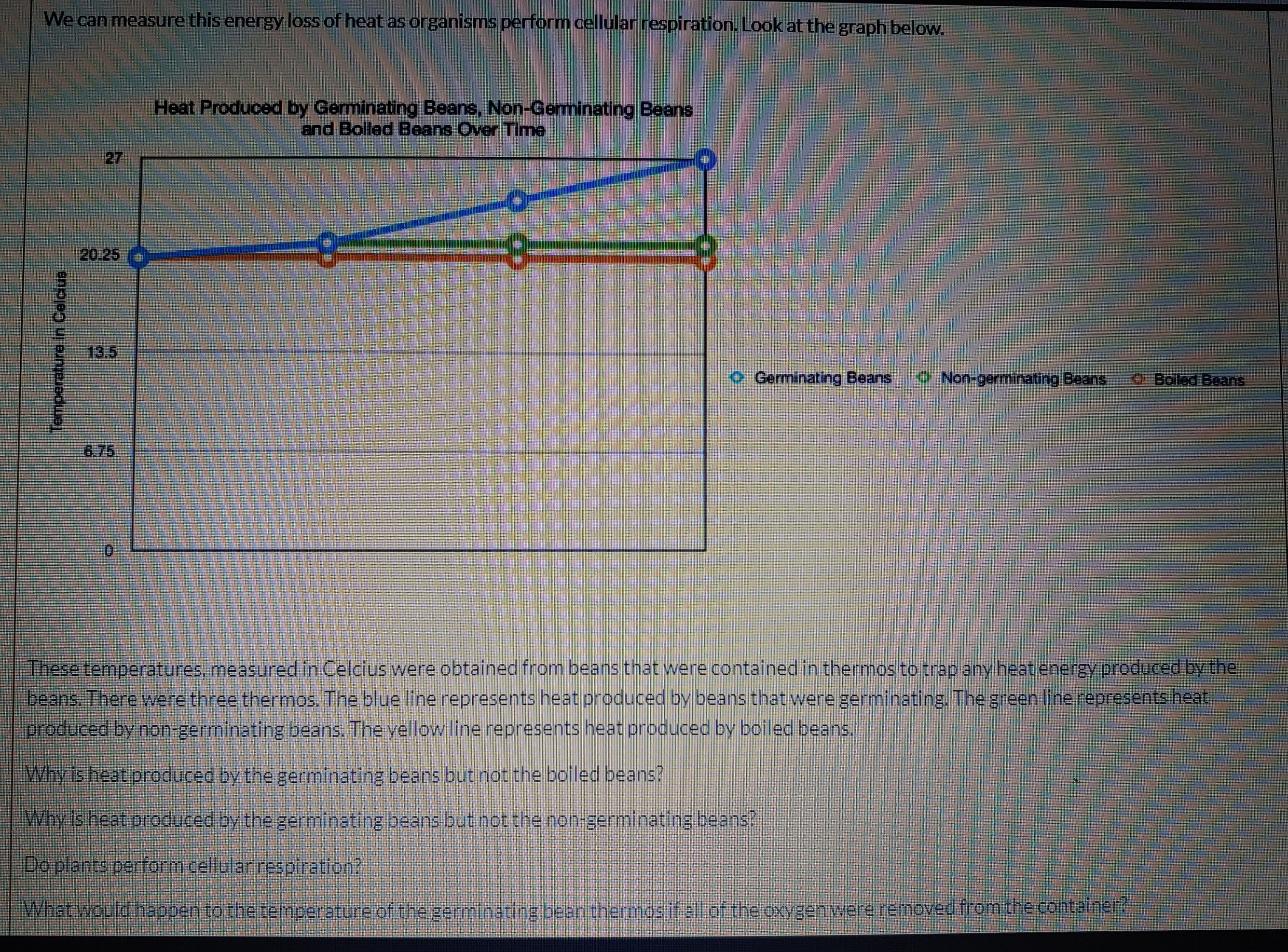 We can measure this energy loss of heat as organisms perform cellular respiration. Look at the graph below.
Heat Produced by Germinating Beans, Non-Germinating Beans
and Bolled Beans Over Time
27
20.25
13.5
oGerminating Beans
O Non-germinating Beans
Boled Beans
6,75
These temperatures, measured in Celcius were obtained from beans that were contained in thermos to trap any heat energy produced by the
beans. There were three thermos. The blue line represents heat produced by beans that were germinating. The green line.represents heat
produced by non-germinating beans. The yellow line represents heat produced by boiled beans,
Why is heat produced by the germinating beans but not the boiled beans?
Why Is heat produced by the germinating beansbut not the non-germinating beans?
Do plants perform cellular respiration?
What would happen to the temperature of the germinating bean thermos if all of the oxvgen were removed from the container?
Temperature tn Calcius
