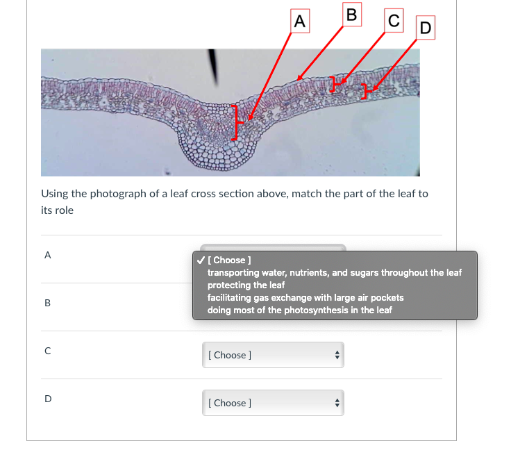 A
C
D
Using the photograph of a leaf cross section above, match the part of the leaf to
its role
A
V[ Choose ]
transporting water, nutrients, and sugars throughout the leaf
protecting the leaf
facilitating gas exchange with large air pockets
doing most of the photosynthesis in the leaf
[ Choose ]
D
[ Choose ]
