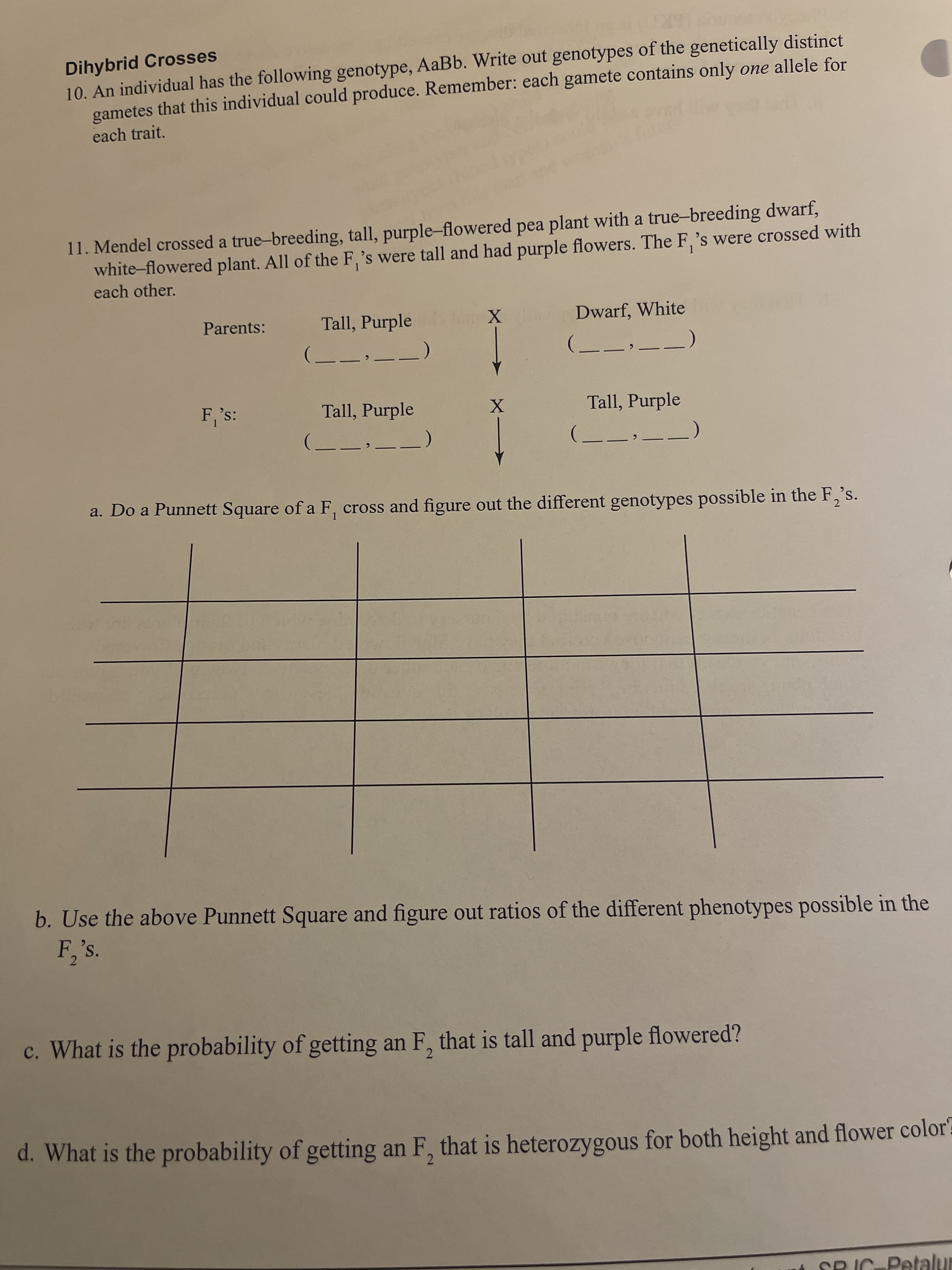 Dihybrid Crosses
10. An individual has the following genotype, AaBb. Write out genotypes of the genetically distınct
gametes that this individual could produce. Remember: each gamete contains only one allele for
each trait.
11. Mendel crossed a true-breeding, tall, purple-flowered pea plant with a true-breeding dwarf,
white-flowered plant. All of the F,'s were tall and had purple flowers. The F, 's were crossed with
each other.
Parents:
Tall, Purple
Dwarf, White
-_-__)
__,__)
E 's:
Tall, Purple
Tall, Purple
