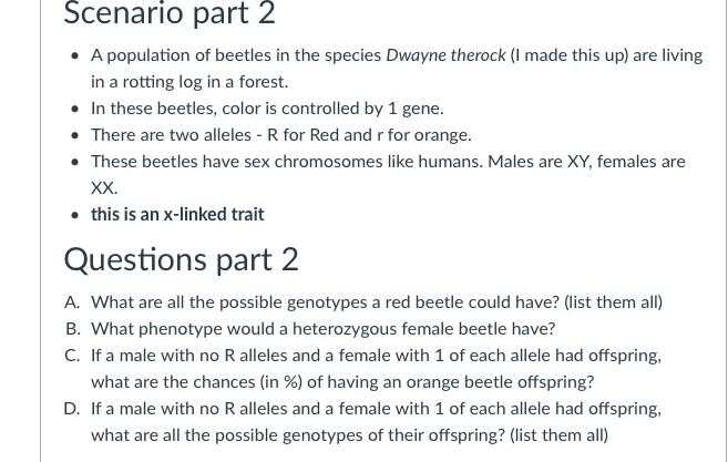Scenario part 2
• A population of beetles in the species Dwayne therock (I made this up) are living
in a rotting log in a forest.
• In these beetles, color is controlled by 1 gene.
• There are two alleles - R for Red and r for orange.
• These beetles have sex chromosomes like humans. Males are XY, females are
XX.
• this is an x-linked trait
Questions part 2
A. What are all the possible genotypes a red beetle could have? (list them all)
B. What phenotype would a heterozygous female beetle have?
C. If a male with no R alleles and a female with 1 of each allele had offspring,
what are the chances (in %) of having an orange beetle offspring?
D. If a male with no R alleles and a female with 1 of each allele had offspring,
what are all the possible genotypes of their offspring? (list them all)
