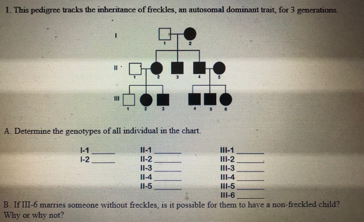 1. This pedigree tracks the inheritance of freckles, an autosomal dominant trait, for 3 generations.
Il
III
车
A. Determine the genotypes of all individual in the chart.
III-1
III-2
III-3
III-4
III-5
1-1
Il-1
1-2
Il-2
Il-3
Il-4
Il-5
III-6
B. If II-6 marries someone without freckles, is it possible for them to have a non-freckled child?
Why or why not?
