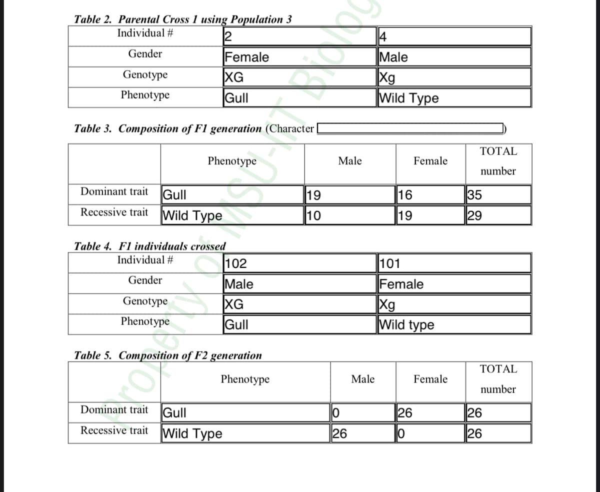 Table 2. Parental Cross 1 using Population 3
Individual #
4
Gender
Female
Male
Xg
Wild Type
Genotype
XG
Gull
Phenotype
Table 3. Composition of F1 generation (Character
ТОTAL
Phenotype
Male
Female
number
Dominant trait
Gull
19
16
35
Recessive trait
Wild Type
10
19
29
Table 4. F1 individuals crossed
Individual #
102
101
Gender
Male
Female
Genotype
Xg
Wild type
XG
Phenotype
Gull
Table 5. Composition of F2 generation
ΤΟΤAL
Phenotype
Male
Female
number
Dominant trait
Gull
26
26
Recessive trait
Wild Type
26
26
