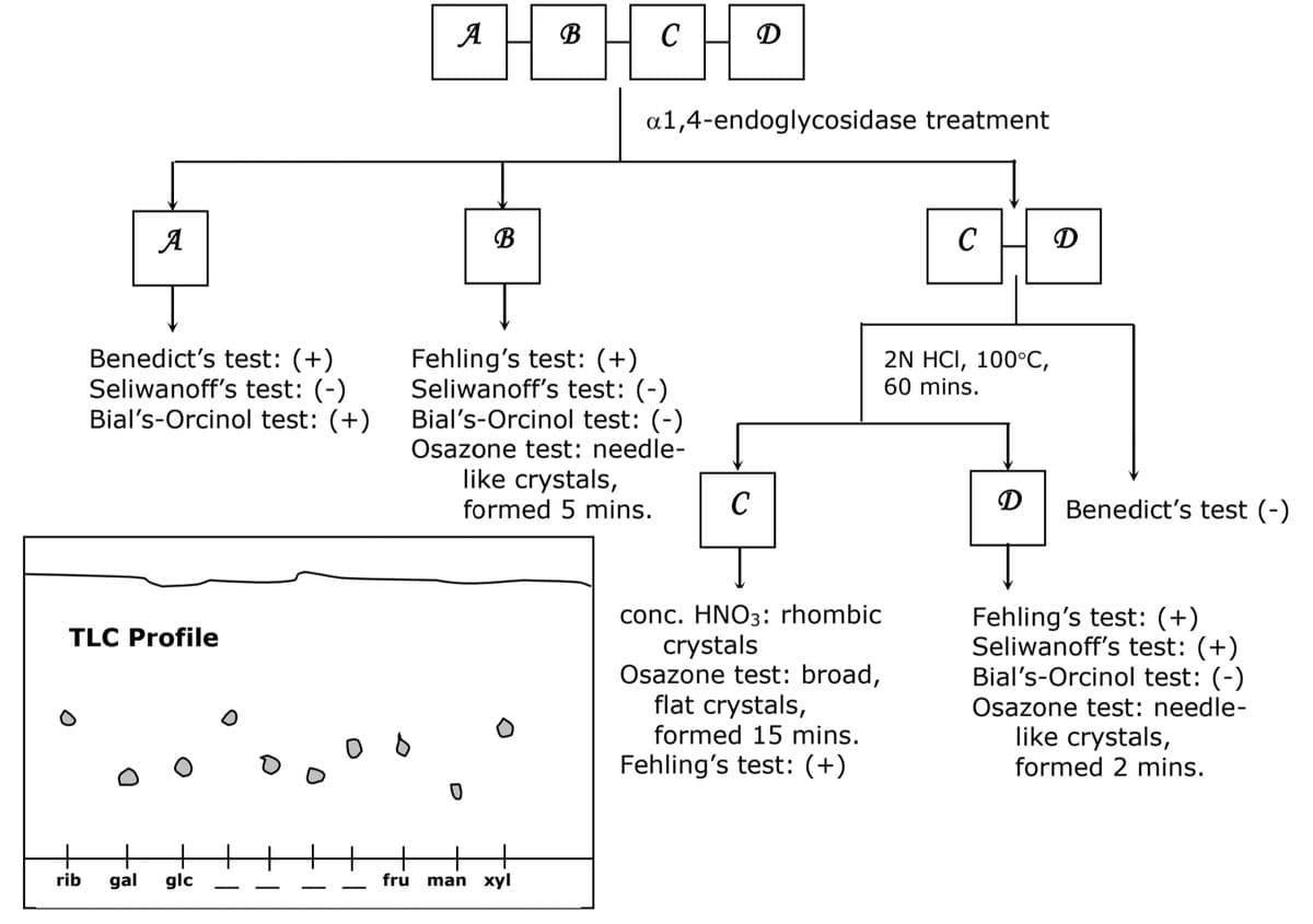 A H B
C
D
a1,4-endoglycosidase treatment
A
B
C
D
Benedict's test: (+)
Seliwanoff's test: (-)
Bial's-Orcinol test: (+)
Fehling's test: (+)
Seliwanoff's test: (-)
Bial's-Orcinol test: (-)
2N HCI, 100°C,
60 mins.
Osazone test: needle-
like crystals,
formed 5 mins.
C
D
Benedict's test (-)
conc. HNO3: rhombic
crystals
Osazone test: broad,
flat crystals,
Fehling's test: (+)
Seliwanoff's test: (+)
Bial's-Orcinol test: (-)
TLC Profile
Osazone test: needle-
formed 15 mins.
like crystals,
Fehling's test: (+)
formed 2 mins.
+
+
glc
rib
gal
fru
man xyl
