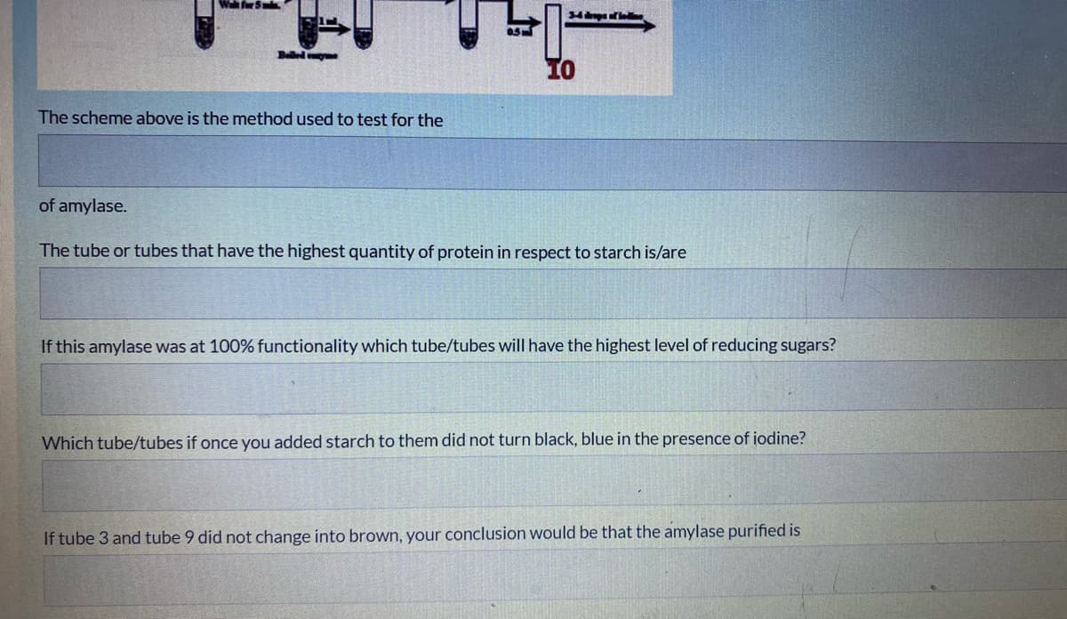 Balled e
To
The scheme above is the method used to test for the
of amylase.
The tube or tubes that have the highest quantity of protein in respect to starch is/are
If this amylase was at 100% functionality which tube/tubes will have the highest level of reducing sugars?
Which tube/tubes if once you added starch to them did not turn black, blue in the presence of iodine?
If tube 3 and tube 9 did not change into brown, your conclusion would be that the amylase purified is
