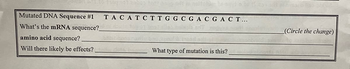 Mutated DNA Sequence #1
TACAT C TTG C
G A C GAC T...
What's the mRNA sequence?
(Circle the change)
amino acid sequence?
Will there likely be effects?
What type of mutation is this?
