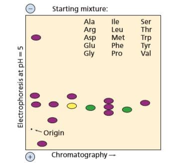 Starting mixture:
Ala
Arg
Asp
Glu
Gly
Ile
Leu
Ser
Thr
Met
Phe
Pro
Trp
Tyr
Val
Origin
Chromatography-
Electrophoresis at pH = 5
000
