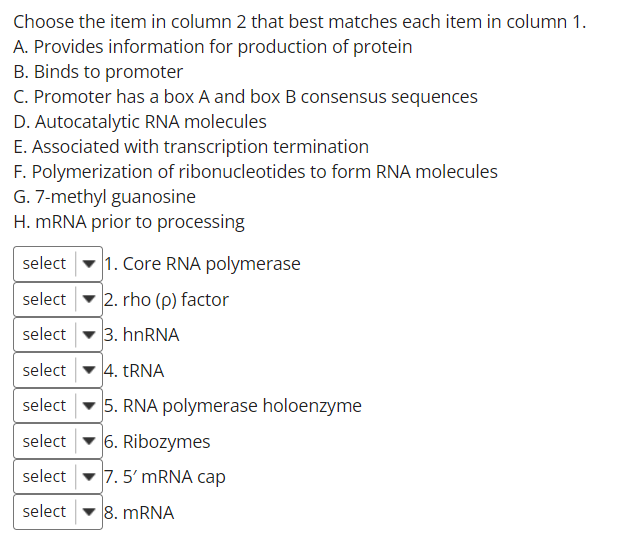 Choose the item in column 2 that best matches each item in column 1.
A. Provides information for production of protein
B. Binds to promoter
C. Promoter has a box A and box B consensus sequences
D. Autocatalytic RNA molecules
E. Associated with transcription termination
F. Polymerization of ribonucleotides to form RNA molecules
G. 7-methyl guanosine
H. MRNA prior to processing
select - 1. Core RNA polymerase
select
2. rho (p) factor
select
3. hnRNA
select - 4. RNA
select -5. RNA polymerase holoenzyme
select
6. Ribozymes
select - 7. 5' MRNA cap
select
8. MRNA
