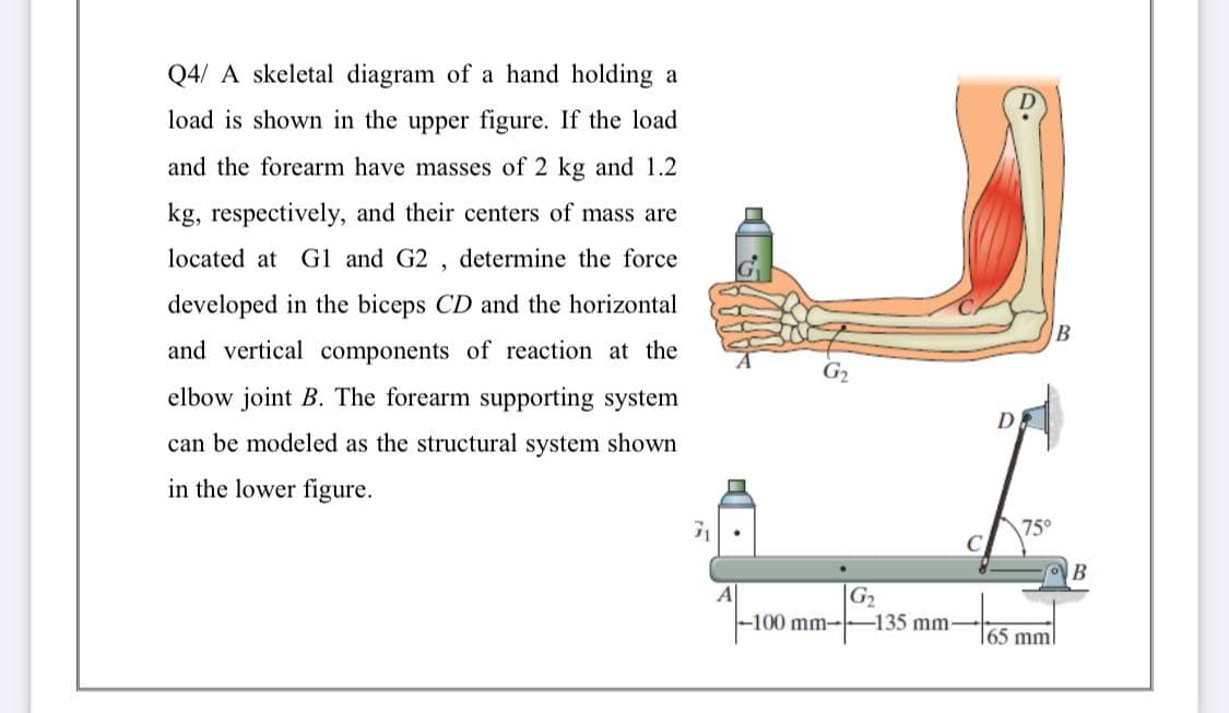 Q4/ A skeletal diagram of a hand holding a
load is shown in the upper figure. If the load
and the forearm have masses of 2 kg and 1.2
kg, respectively, and their centers of mass are
located at G1 and G2 , determine the force
developed in the biceps CD and the horizontal
and vertical components of reaction at the
G2
elbow joint B. The forearm supporting system
can be modeled as the structural system shown
in the lower figure.
75°
|G2
-135 mm-
A
-100 mm→
\65 mml

