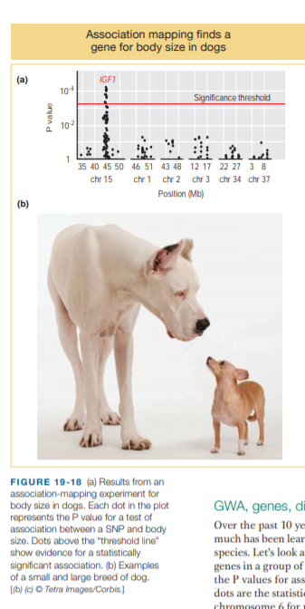 Association mapping finds a
gene for body size in dogs
(a)
IGF1
104
Significance threshold
102
35 40 45 50 46 51 43 48 12 17 22 27 3 8
chr 15
chr 1
chr 2
chr 3 chr 34 chr 37
Position (Mb)
(b)
FIGURE 19-18 (a) Results from an
association-mapping experiment for
body size in dogs. Each dot in the plot
represents the P value for a test of
association between a SNP and body
size. Dots above the "threshold line"
show evidence for a statistically
GWA, genes, di
Over the past 10 ye-
much has been lear
species. Let's look a.
genes in a group of
the P values for assa
dots are the statistie
significant association. (b) Examples
of a small and large breed of dog.
[(b) (c) © Tetra images/Corbis.)
chromosome 6 for
P value
