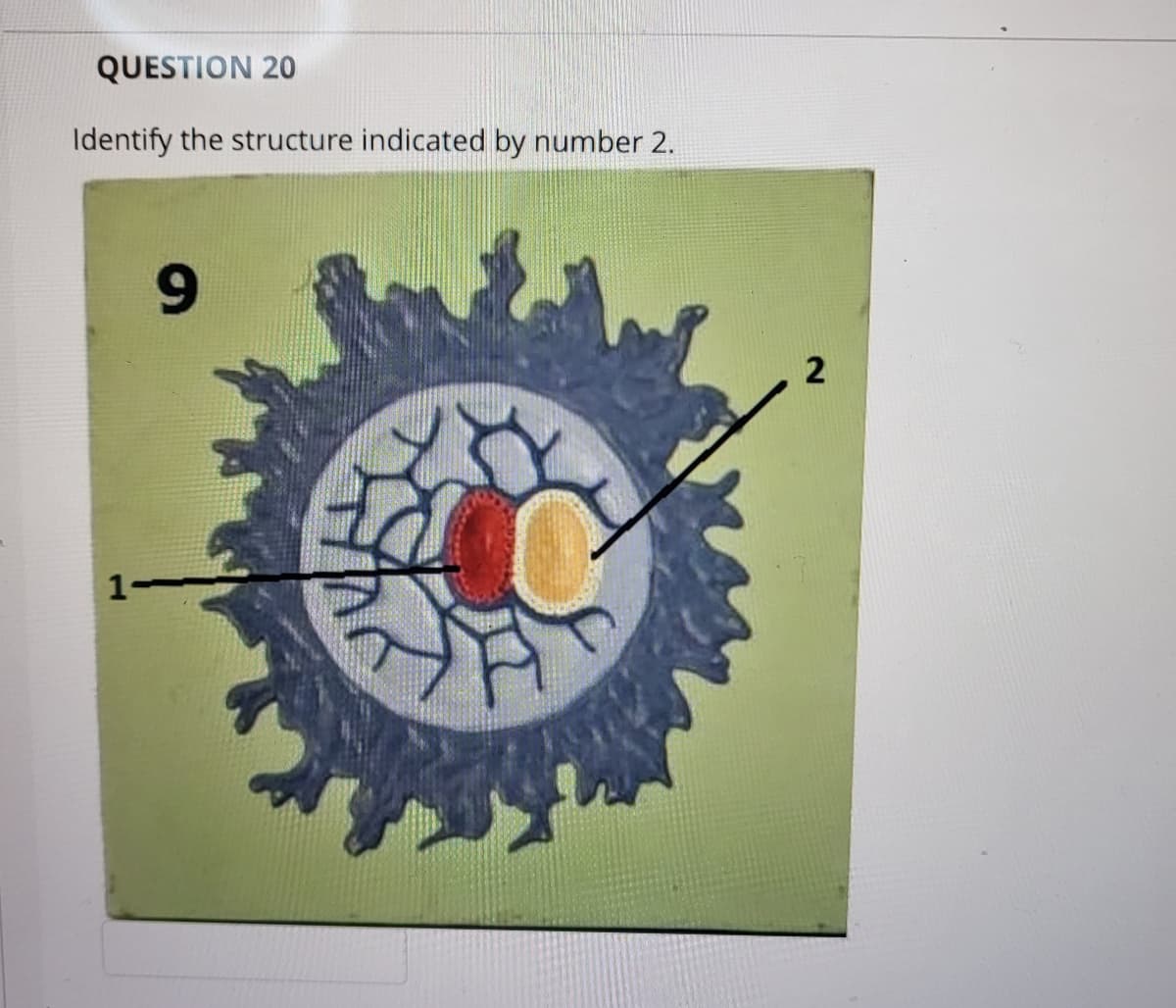 QUESTION 20
Identify the structure indicated by number 2.
1-
9
2