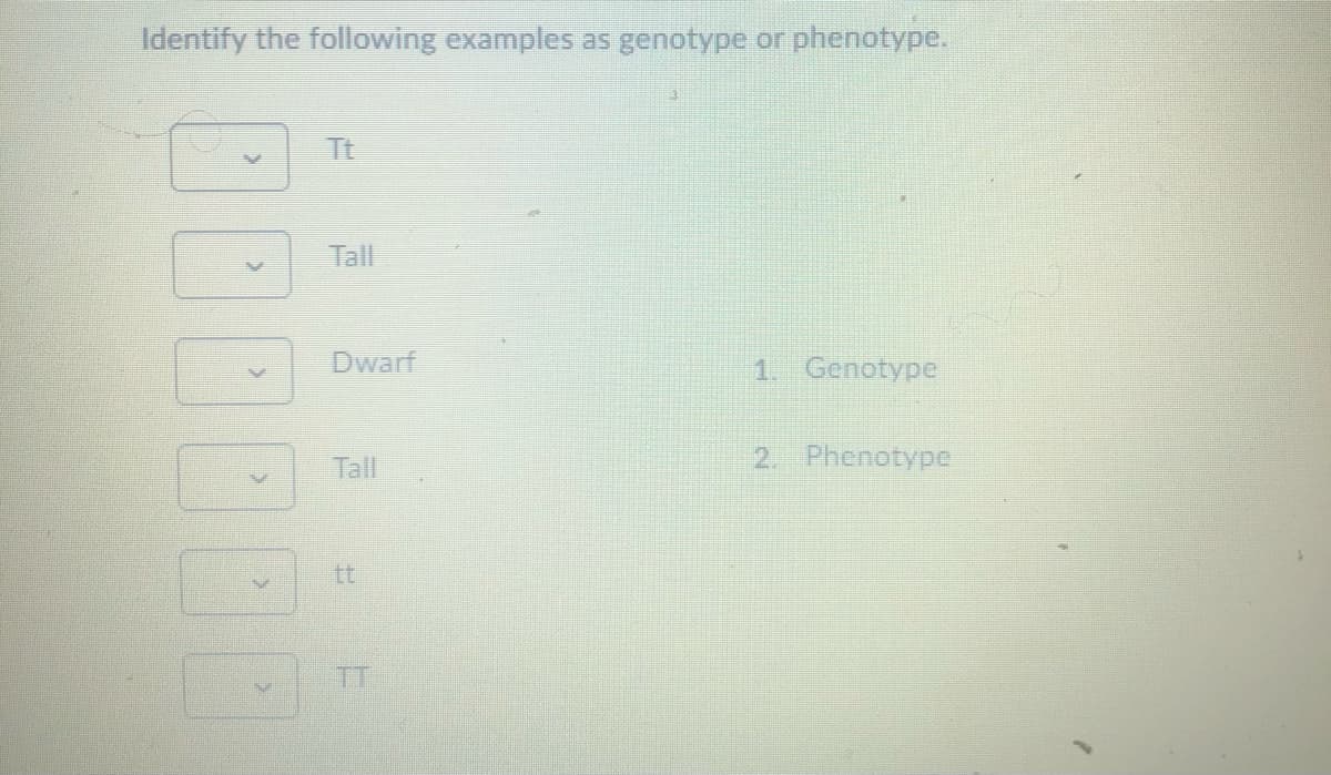 Identify the following examples as genotype or phenotype.
Tt
Tall
Dwarf
1. Genotype
Tall
2. Phenotype
tt
TT
