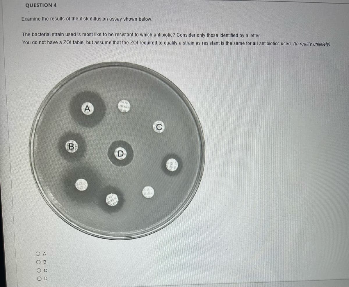 QUESTION 4
Examine the results of the disk diffusion assay shown below.
The bacterial strain used is most like to be resistant to which antibiotic? Consider only those identified by a letter.
You do not have a ZOI table, but assume that the ZOI required to qualify a strain as resistant is the same for all antibiotics used. (In reality unliklely)
O A
0000
ABCD
OC
B
A