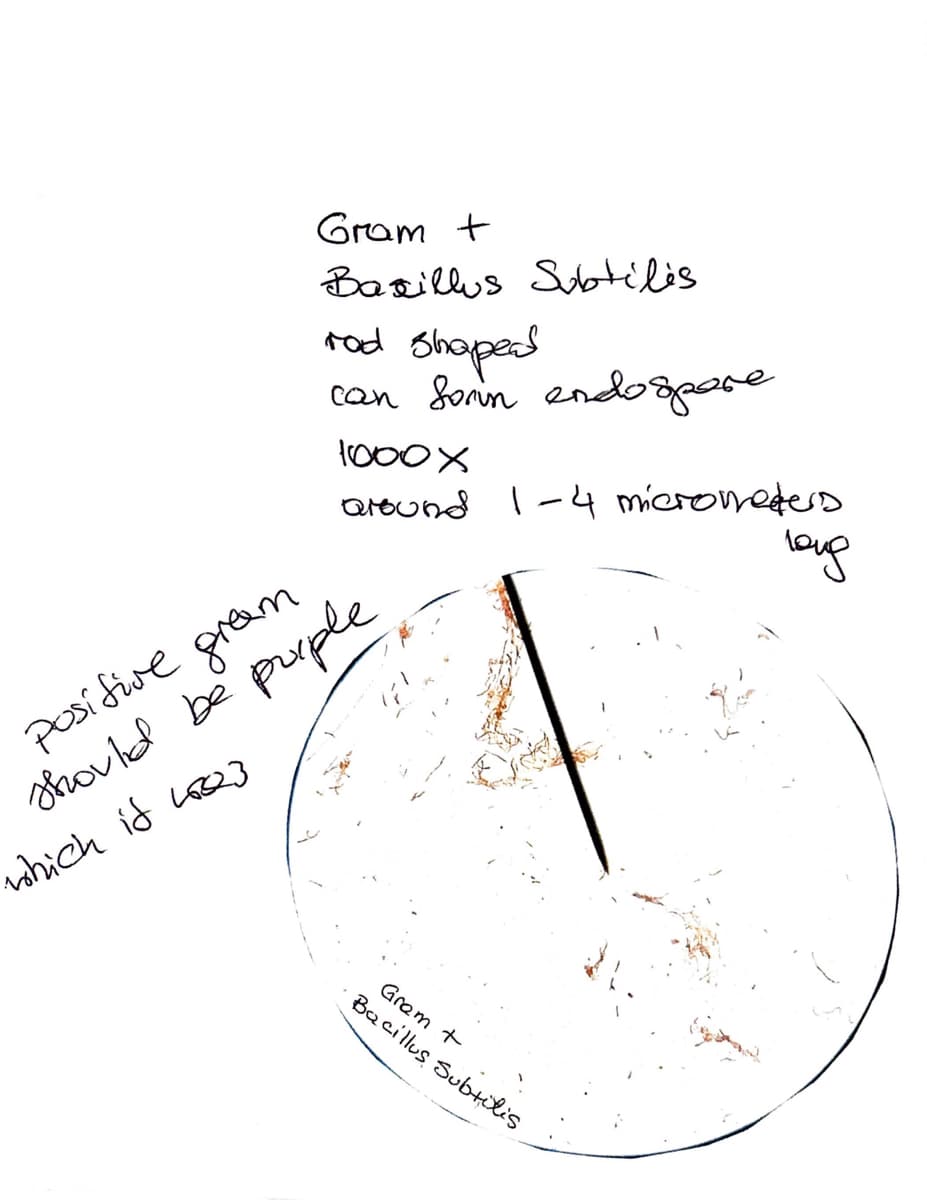 Gram +
Basillys Subtilis
which is 1623
rad shaped
can Sonn endospore
1000x
around 1-4 micrometers
год
positive gram
should be purple
Gram +
Bacillus Subtilis