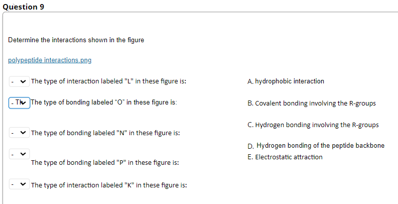 Question 9
Determine the interactions shown in the figure
polypeptide interactions.png
The type of interaction labeled "L" in these figure is:
- Th The type of bonding labeled "O" in these figure is:
✓ The type of bonding labeled "N" in these figure is:
The type of bonding labeled "p" in these figure is:
The type of interaction labeled "K" in these figure is:
A. hydrophobic interaction
B. Covalent bonding involving the R-groups
C. Hydrogen bonding involving the R-groups
D. Hydrogen bonding of the peptide backbone
E. Electrostatic attraction
