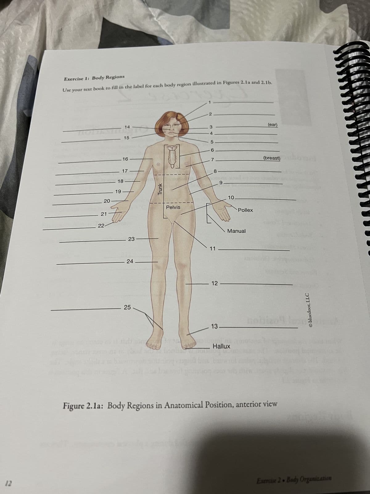 Exercise 1: Body Regions
Use your text book to fill in the label for each body region illustrated in Figures 2.1a and 2.1b.
HOT
20
21
22-
19
14
18
15
16
17
23
24
25
Trunk
Pelvis
17
2.
3
55755
4
6
8
11
12
13
9.
10.
Pollex
Manual
Hallux
(ear)
(breast)
nobizo
Figure 2.1a: Body Regions in Anatomical Position, anterior view
bluedoor, LLC
Exercise 2 Body Organization