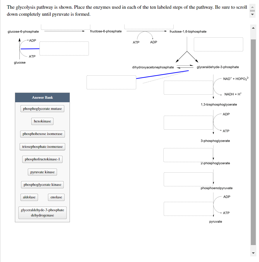 The glycolysis pathway is shown. Place the enzymes used in each of the ten labeled steps of the pathway. Be sure to scroll
down completely until pyruvate is formed.
glucose-6-phosphate
fructose-6-phosphate
fructose-1,6-biphosphate
ADP
ATP
ADP
ATP
glucose
dihydroxyacetonephosphate
glyceraldehyde-3-phosphate
1,3-bisphosphoglycerate
ADP
ATP
3-phosphoglycerate
2-phosphoglycerate
phosphoenolpyruvate
ADP
ATP
pyruvate
Answer Bank
phosphoglycerate mutase
hexokinase
phosphohexose isomerase
triosephosphate isomerase
phosphofructokinase-1
pyruvate kinase
phosphoglycerate kinase
aldolase
enolase
glyceraldehyde-3-phosphate
dehydrogenase
NAD + HOPO3²-
NADH+H*