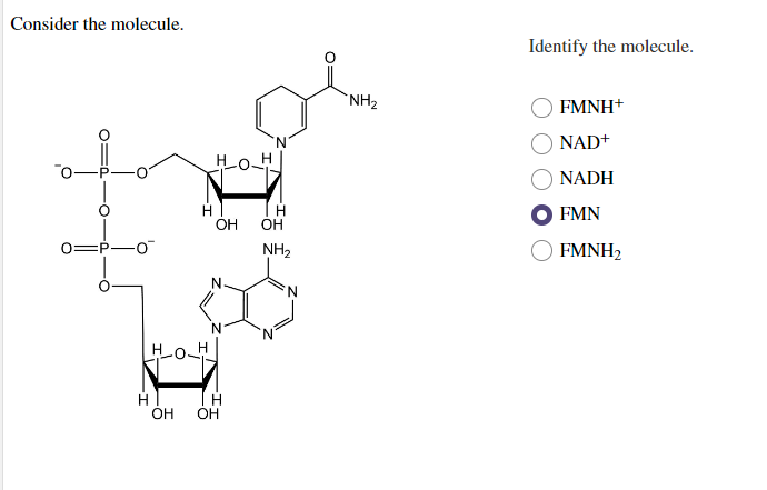 Consider the molecule.
c
-0
H
H_O_H
OH
-OH
H
OH OH
H
OH
NH₂
O
NH₂
Identify the molecule.
FMNH+
NAD+
NADH
FMN
FMNH₂