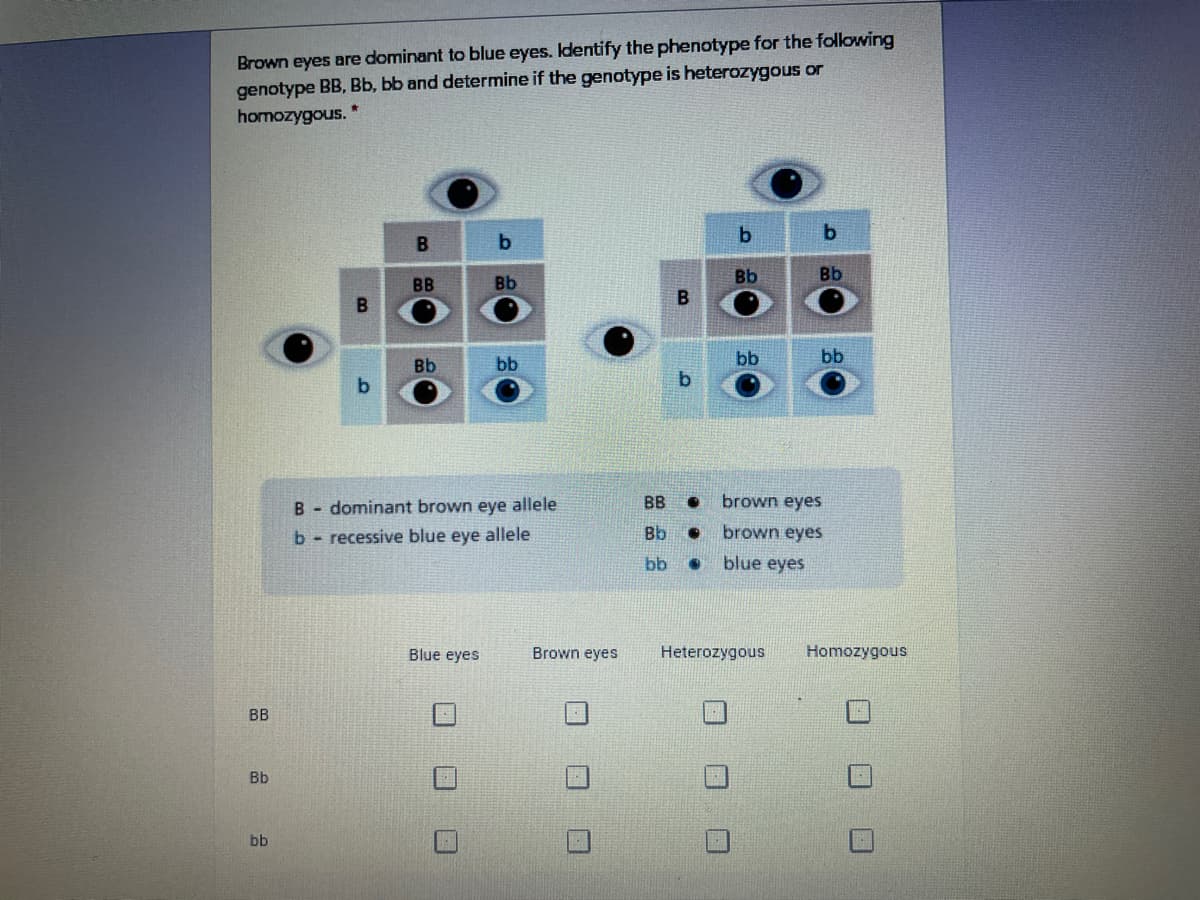 Brown eyes are dominant to blue eyes. Identify the phenotype for the following
genotype BB, Bb, bb and determine if the genotype is heterozygous or
homozygous. *
b
B
Bb
Bb
BB
Bb
Bb
bb
bb
bb
B - dominant brown eye allele
BB
brown eyes
b- recessive blue eye allele
Bb
brown eyes
bb
blue eyes
Blue eyes
Brown eyes
Heterozygous
Homozygous
BB
Bb
bb
口 ロロ
口ロ
B.
