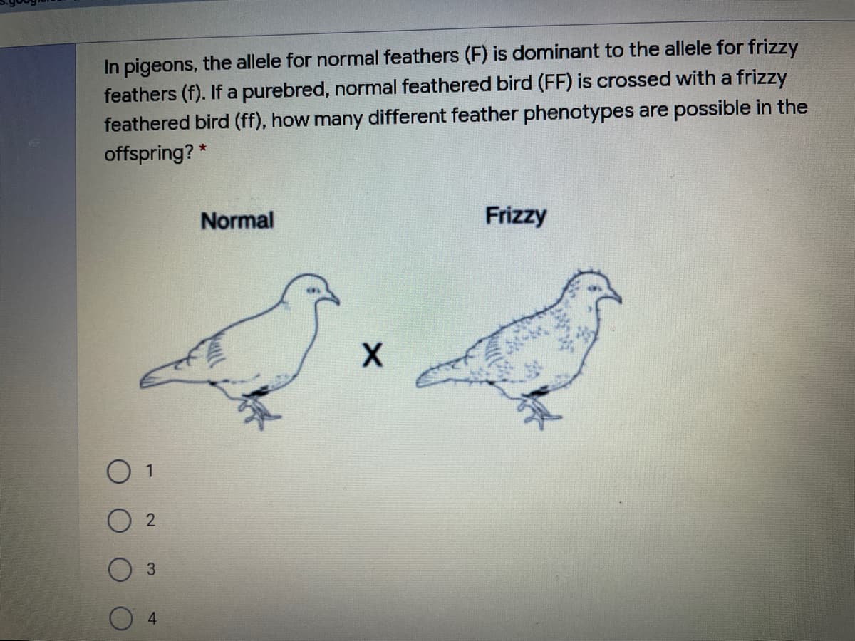 In pigeons, the allele for normal feathers (F) is dominant to the allele for frizzy
feathers (f). If a purebred, normal feathered bird (FF) is crossed with a frizzy
feathered bird (ff), how many different feather phenotypes are possible in the
offspring? *
Normal
Frizzy
О 1
2
3.
4.
