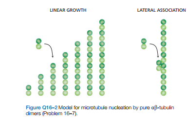 LINEAR GROWTH
LATERAL ASSOCIATION
Figure Q16-2 Model for microtubule nucleation by pure aß-tubulin
dimers (Problem 16-7).
0000
