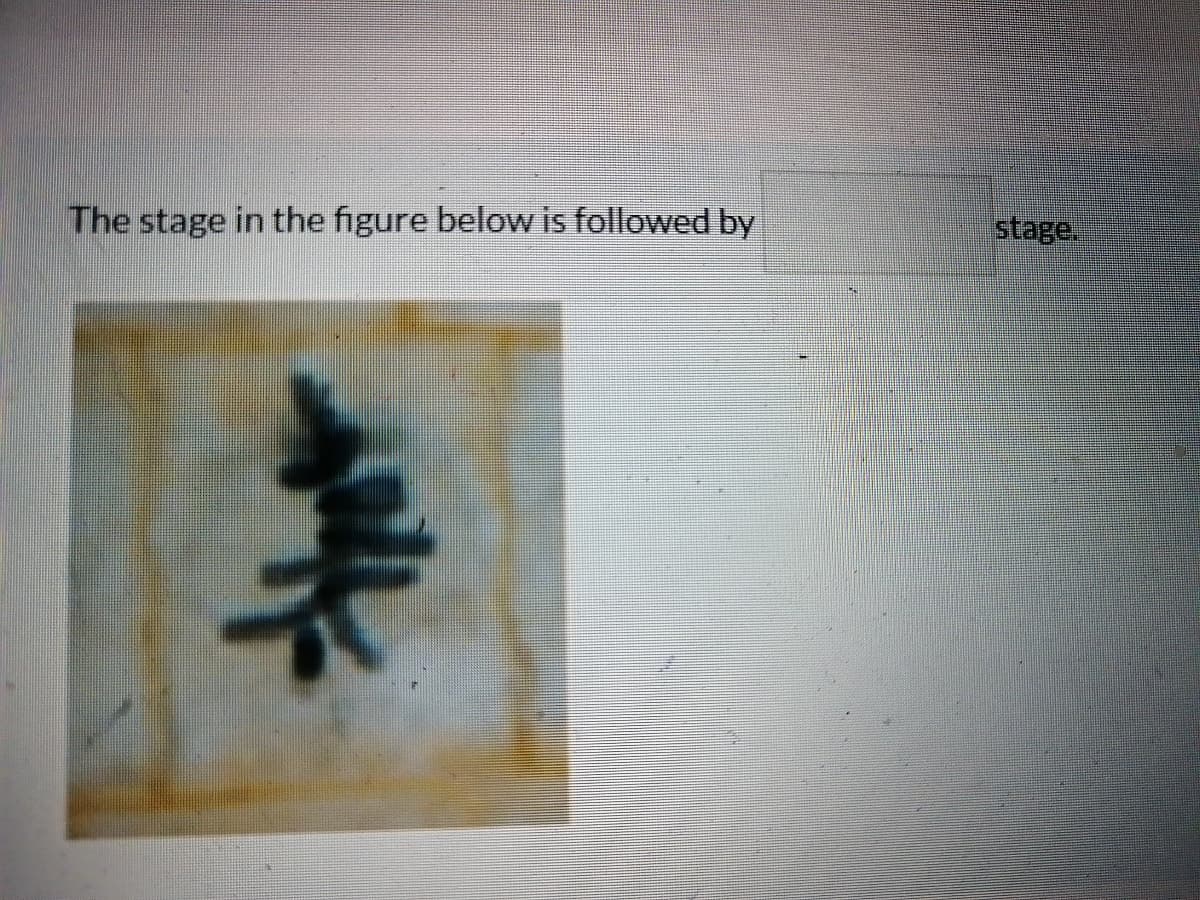 The stage in the figure below is followed by
stage.
美
