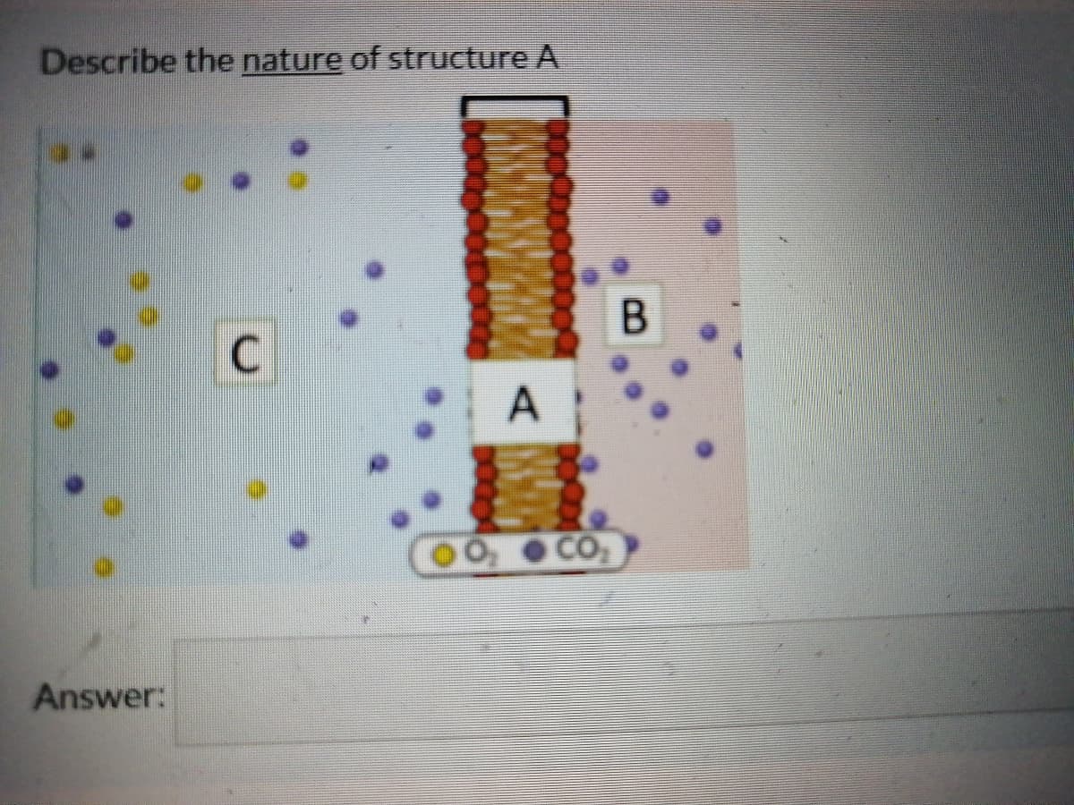 Describe the nature of structure A
A
CO
Answer:
