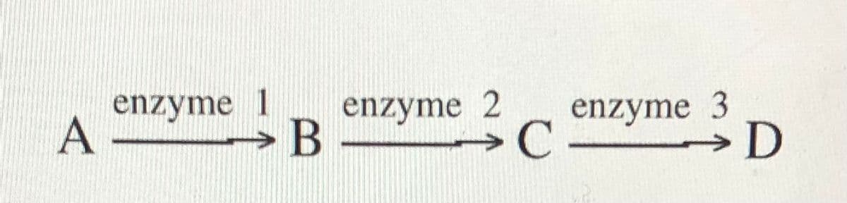 A
enzyme
1
> B
enzyme3c
enzyme 3
D