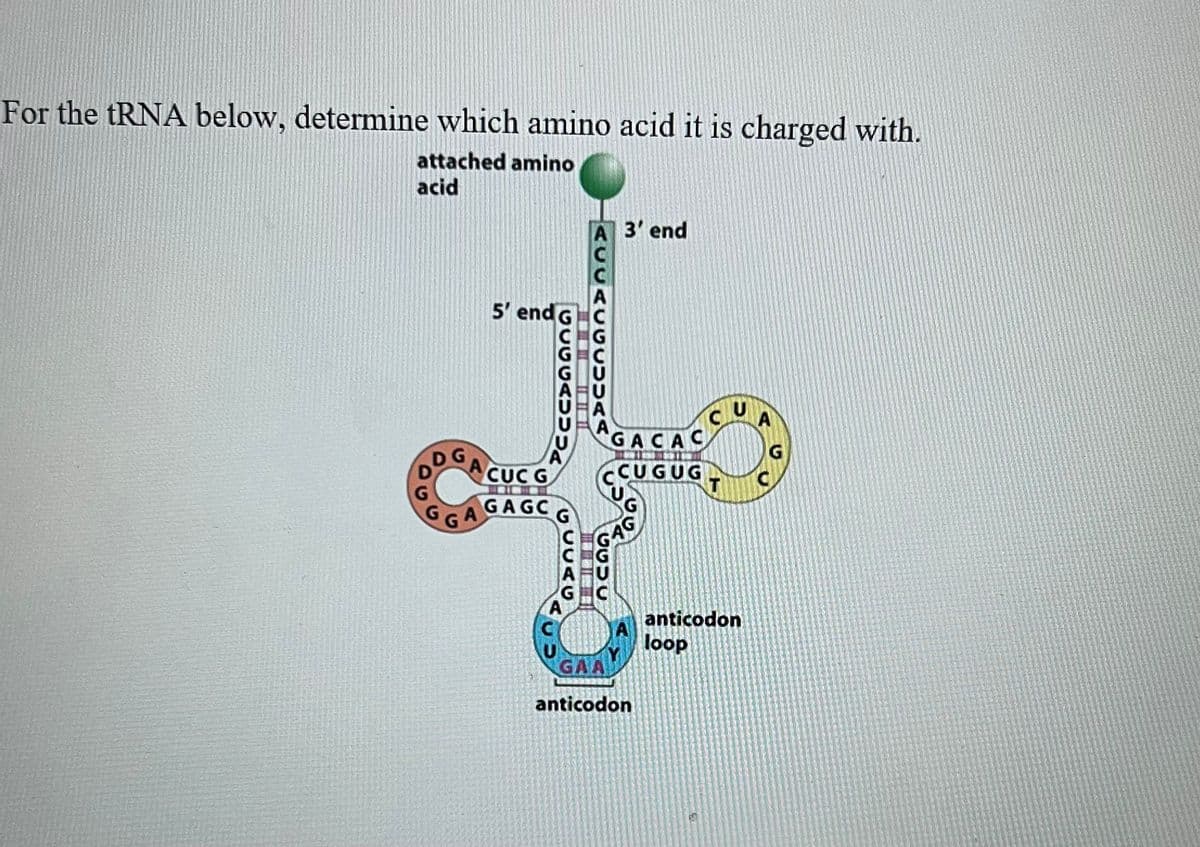 For the tRNA below, determine which amino acid it is charged with.
attached amino
acid
G
G
GA
5' end c
GOGGAUUU
CUC G
GAGC G
C
GCSAK
&
A 3' end
ASSAGGCUUAA
GACAC
CCUGUG
עכטט
A
GAAD
anticodon
C
T
U
anticodon
loop
A
G