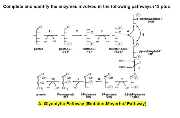 Complete and identify the enzymes involved in the following pathways (13 pts):
P
O dihydroxyacetone-P
DHAP
{^{+E^EX).
f
ATP
ADP
ATP
ADP
glucose
glucose-6-P
G-6-P
fructose-6-P
F-6-P
fructose-1,6-bisP
F1,6-BP
NAD+
NADH
glyceraldehyde-3-p*
GAP
56
CZ-OH
С-он
-OH
ç=O
÷E
ATP
CH3
ADP
pyruvate
P-enolpyruvate 2-P-glycerate 3-P-glycerate
PEP
2PG
3-PG
1,3-bisP-glycerate
1,3 BPG
A. Glycolytic Pathway (Embden-Meyerhof Pathway)
10
ATP ADP CH₂