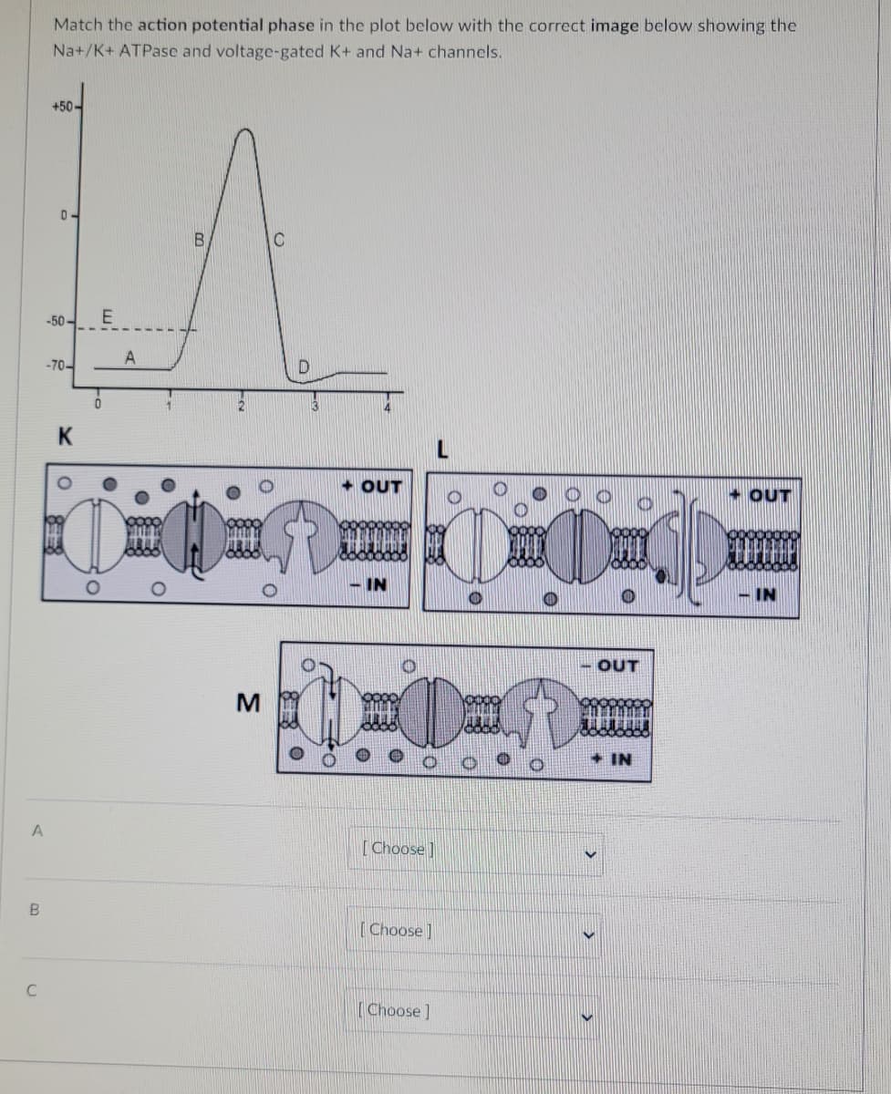 B
A
C
Match the action potential phase in the plot below with the correct image below showing the
Na+/K+ ATPase and voltage-gated K+ and Na+ channels.
+50-
D
-50-
-70-
0
E
A
B
M
D
+ OUT
-IN
[Choose ]
[Choose]
[Choose]
SHE
- OUT
IN
+ OUT
IN