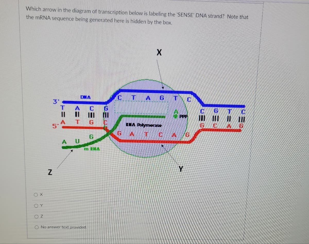 Which arrow in the diagram of transcription below is labeling the 'SENSE DNA strand? Note that
the mRNA sequence being generated here is hidden by the box.
OX
ΟΥ
OZ
N
M
in
A
AUT
U
DNA
91G
O No answer text provided.
6
mRNA
G=3
C T
X
GA
A G AL
ENA Polymerase
TC
A
C
PPP
6
319
GER