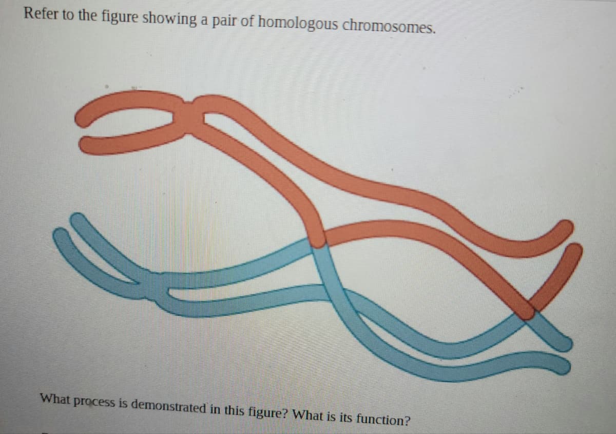 Refer to the figure showing a pair of homologous chromosomes.
What process is demonstrated in this figure? What is its function?