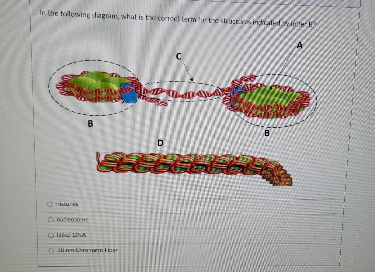In the following diagram, what is the correct term for the structures indicated by letter B?
O histones
B
Onucleosome
O linker DNA
GRUN
30 nm Chromatin Fiber
D
C
B
Jule