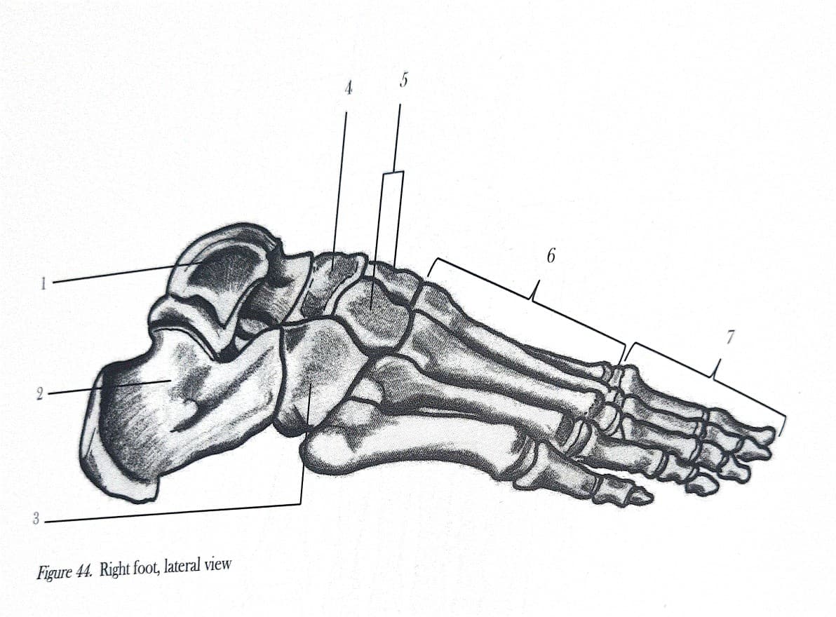 2
3
Figure 44. Right foot, lateral view