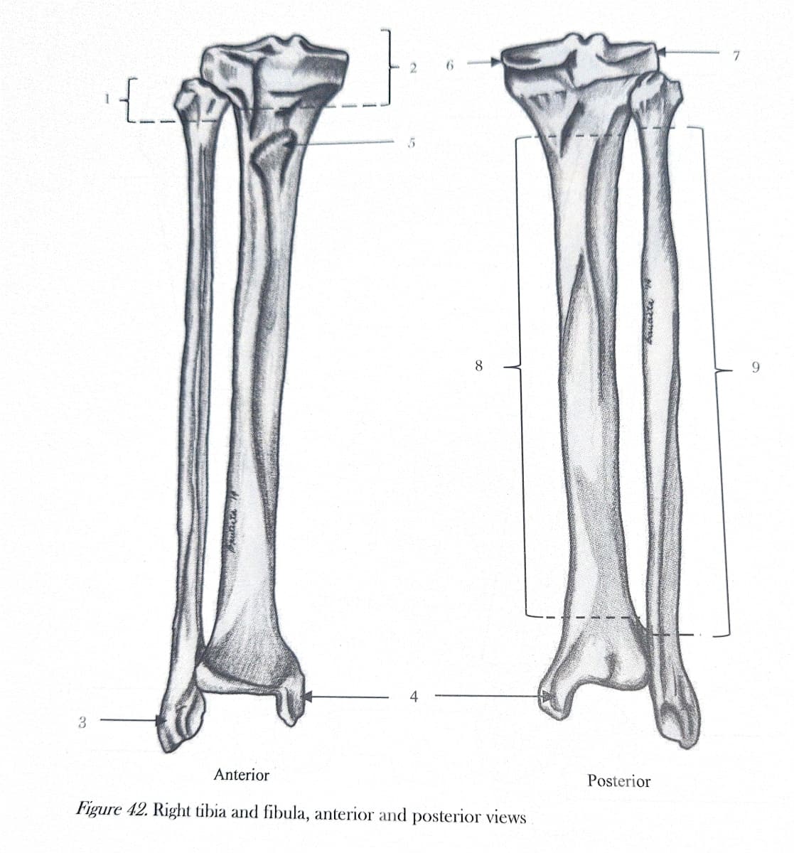 3
{___
putinin
6
8
Anterior
Figure 42. Right tibia and fibula, anterior and posterior views
Baunsla
Posterior
7
9