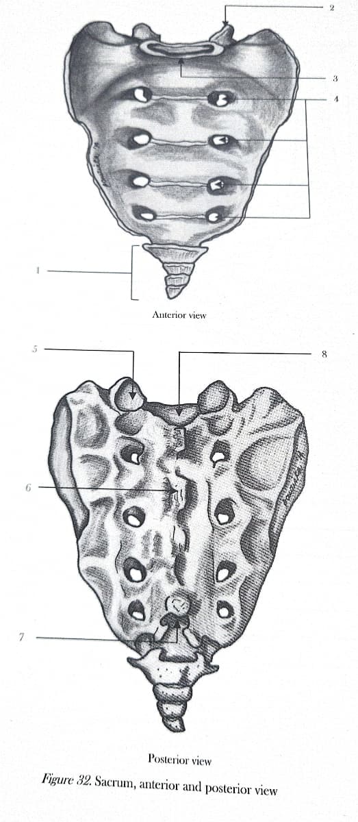 7
Anterior view
3
Posterior view
Figure 32. Sacrum, anterior and posterior view
8
3