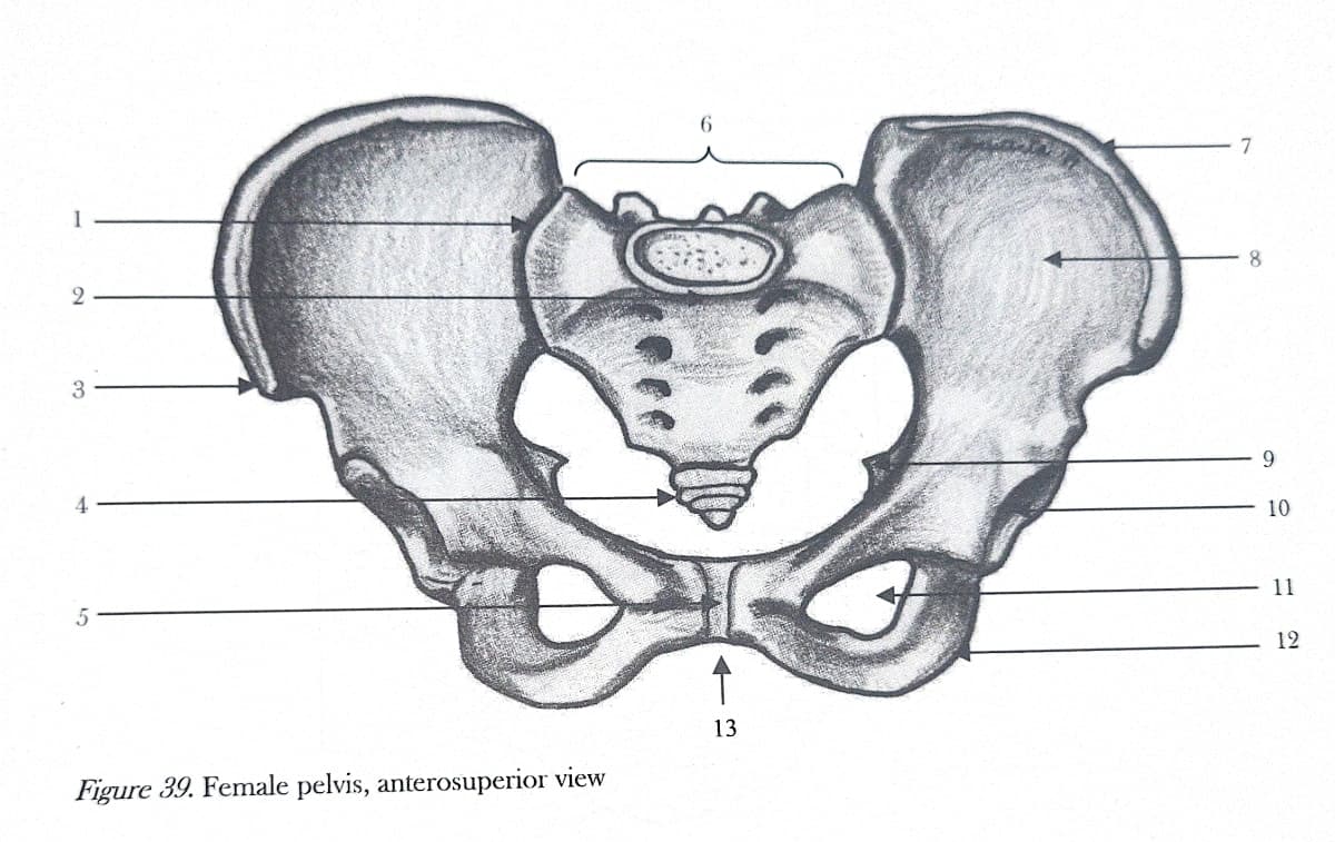 1
2
3
4
5
Figure 39. Female pelvis, anterosuperior view
6
13
7
8
9
10
11
12