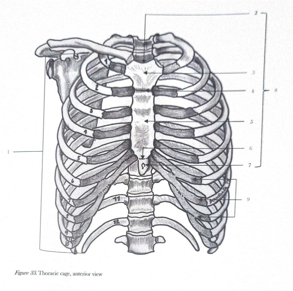 Figure 33. Thoracic cage, anterior view
7
9
2
3