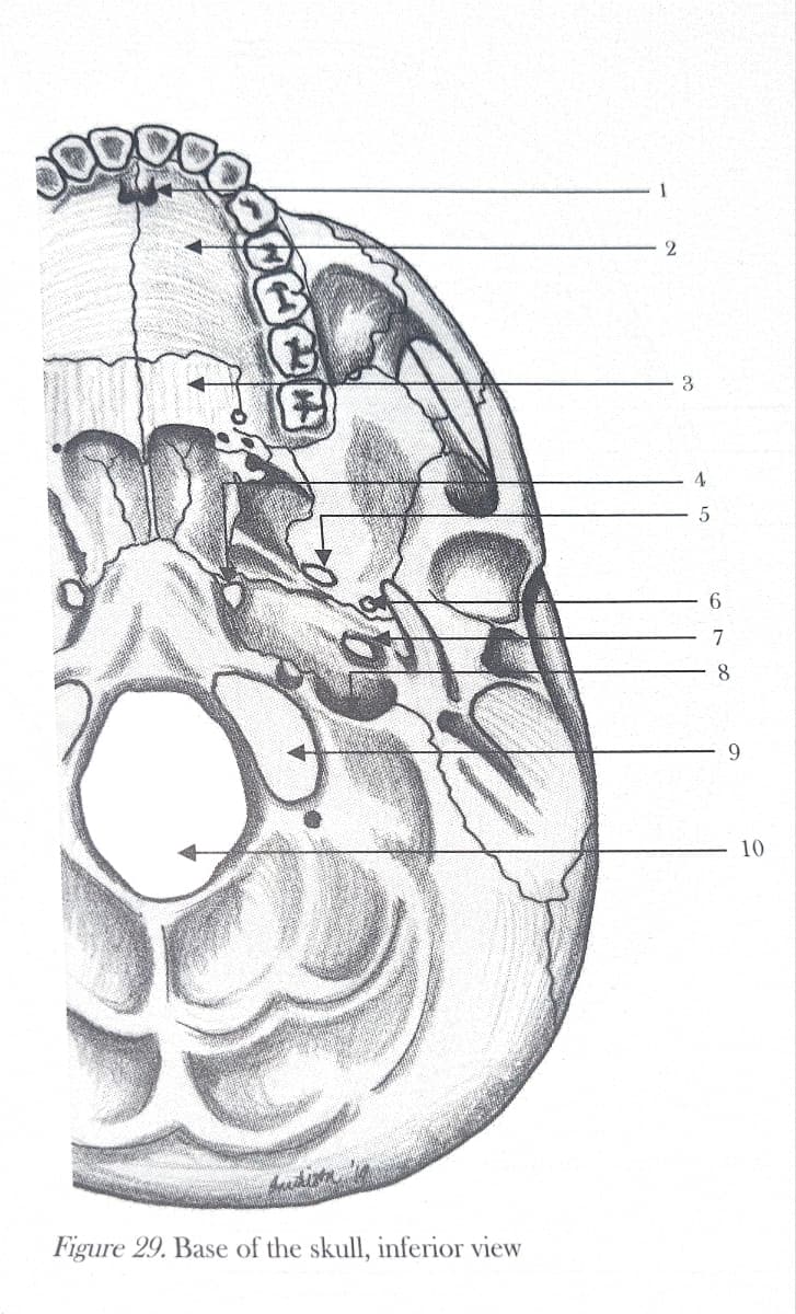 E
Andison
Figure 29. Base of the skull, inferior view
1
2
3
4
6
7
8
9
10