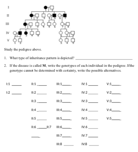 II
III
IV
V
Study the pedigree above.
1. What type of inheritance pattern is depicted?.
2. If the discase is called M, write the genotypes of cach individual in the pedigree. Ifthe
genotype cannot be determined with centainty, write the possible alternatives.
1:1
Il:1
l:1.
IV:1
V:1,
1:2
I1:2
IV:2
V:2
Il:3
III:3
IV:3
V:3_
I1:4
IlI:4,
IV:4
V:4,
Il:5
IlI:5
IV:5
V:5
Il1:6
II:7
Ill:6,
IV:6
IlII:7
IV:7
IlI:8
IV:8
12
%3D
